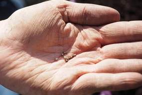 Seeds in hand